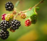 Blackberries fruit in pakistan