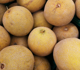 Cantaloupe fruit in pakistan