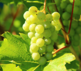 Grapes fruit in pakistan