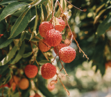 Litchi fruit in pakistan