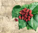 Mulberries fruit in pakistan