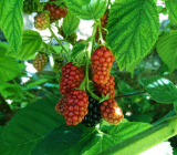 Tayberries summer fruit in pakistan